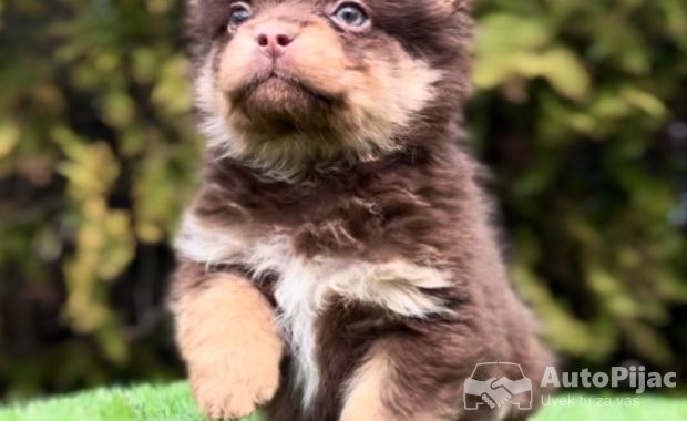 Francuski buldog hipoalergene dlake