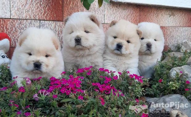 Cau Cau Chow Chow