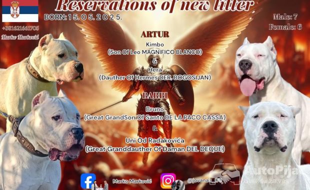 Rezervacija štenaca Dogo Argentino