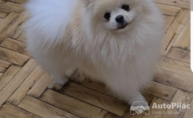 Pomeranac, prelepi Boo štenci 