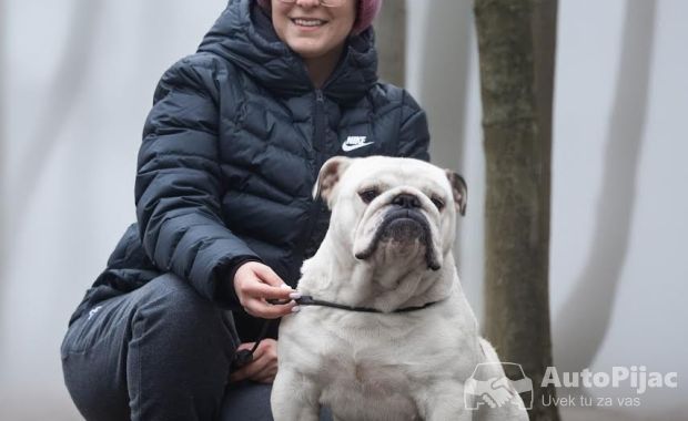 Engleski buldog