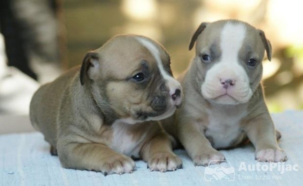 American bully (Američki buli)