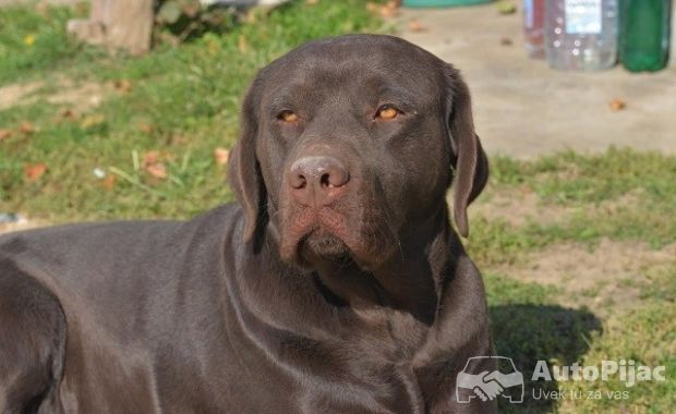 Labrador retriver 
