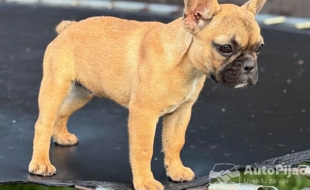 Francuski Buldog
