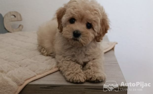 Maltipoo štenci – savršeni kućni ljubimci!