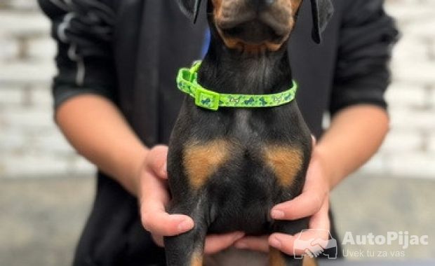 Prodaju se prelepi štenci dobermana, starosti 2 meseca