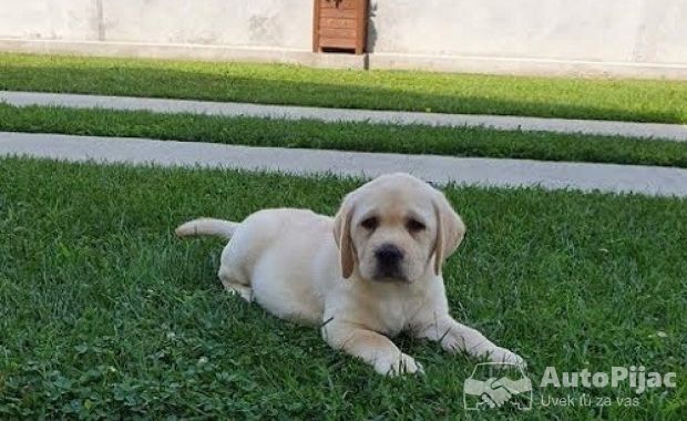 LABRADOR stenci