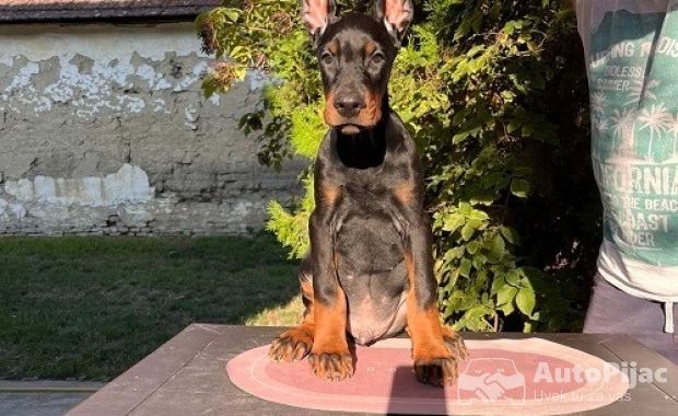 DOBERMAN štenci