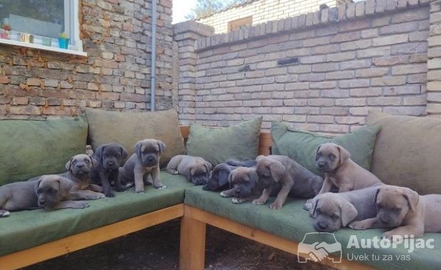 Cane Corso ( Kane Korso ) vrhunski štenci