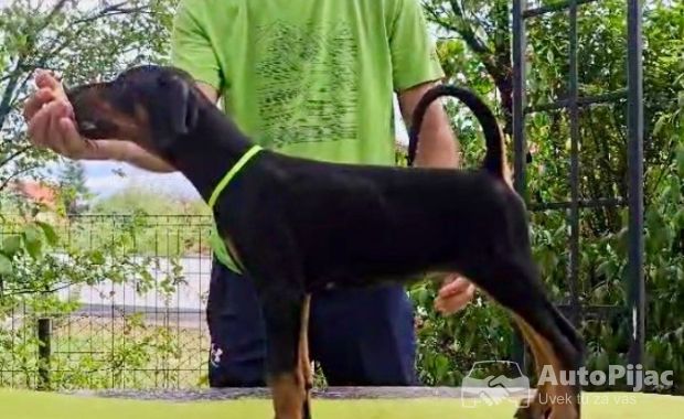 Doberman štenci, šampionskog porekla 