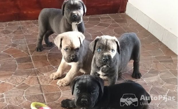 Cane Corso