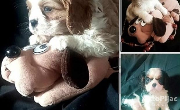 Cavalier King Charles štenci 