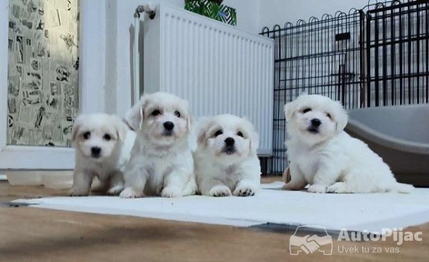 Coton de Tulear 