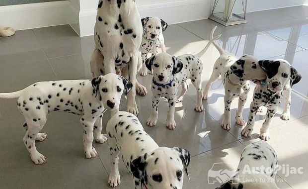 dalmatian.igg-20230621-0003 - Copy (2)