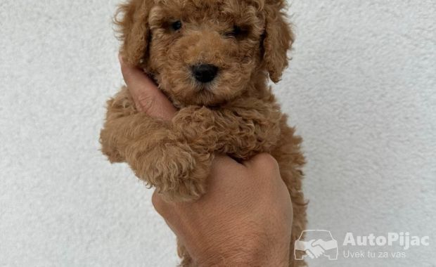 Mini aprikot pudle!