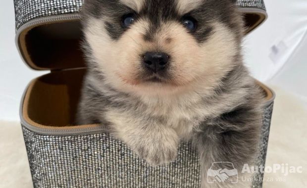 Pomsky- pomski, patuljasti i mini.