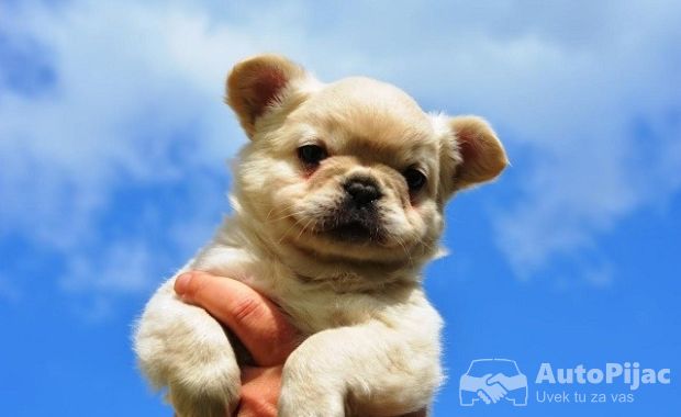1 francuski buldog fluffy  AV0425