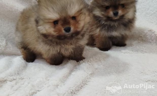 1  pomeranac  NJ0425