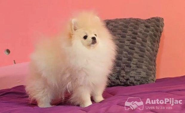 Čistokrvni Boo štenci Pomeranca