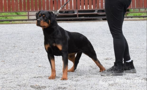 Poklanjam dve Rottweiler zenke