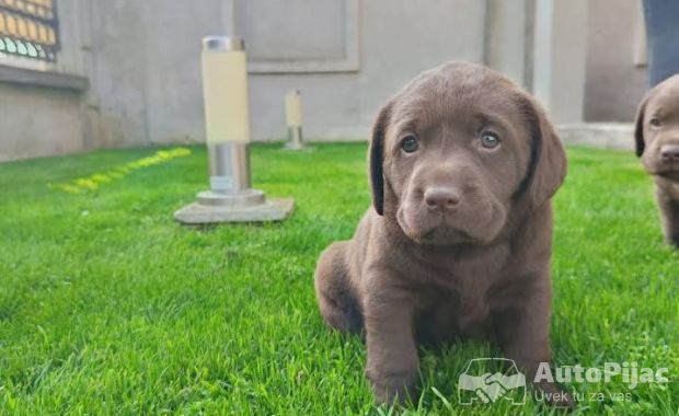 1  labrador  GJ0425