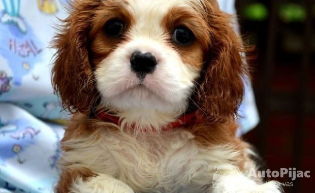 Cavalier King Charles španiel - blenheim i tricolor 