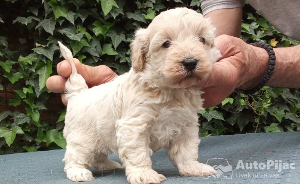 MALTIPOO