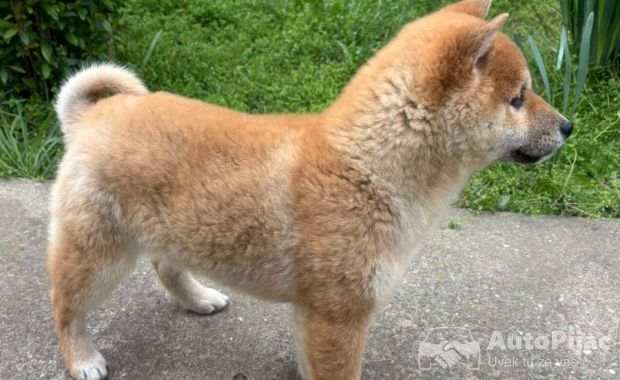 Šampionsko leglo Shiba inu