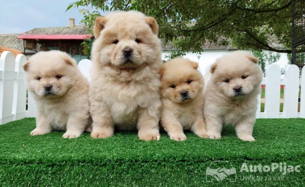 Cau cau Chow chow stenad najlepsi pokon