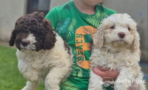 Stenci lagotto romagnolo