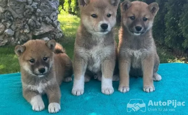 1  shiba inu  SM0625