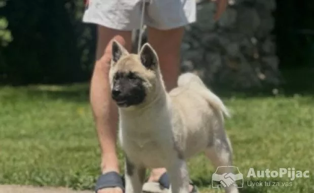 1 americka akita  SM0625