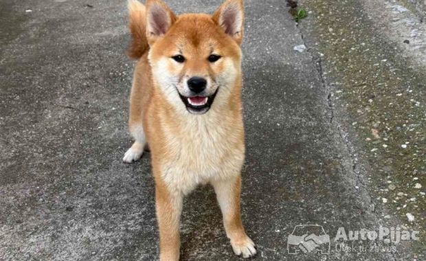 Na prodaju žensko štene Shiba inu