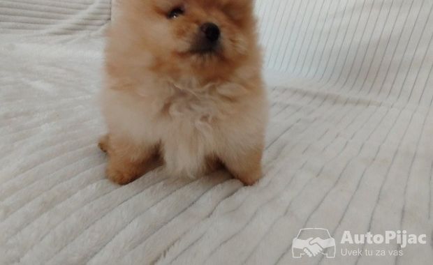 1  pomeranac  MJ0725