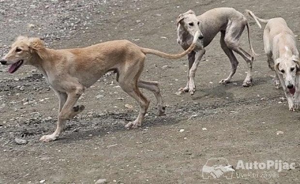 Persijski hrt SALUKI štenci 