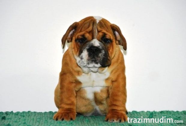 Engleski Buldog 