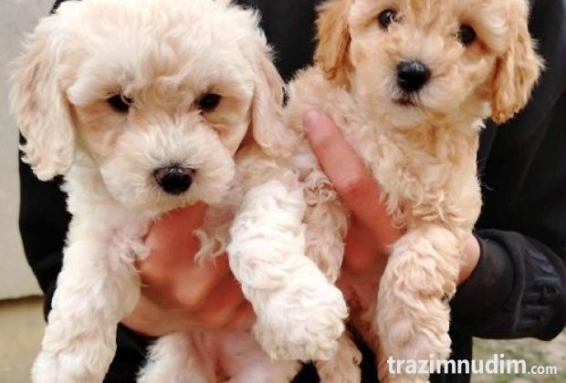 Maltipoo štenci 