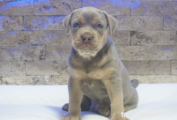 Pitbull Lilac Tricolor štene