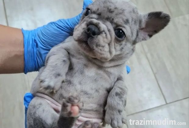 Francuski buldog exotic