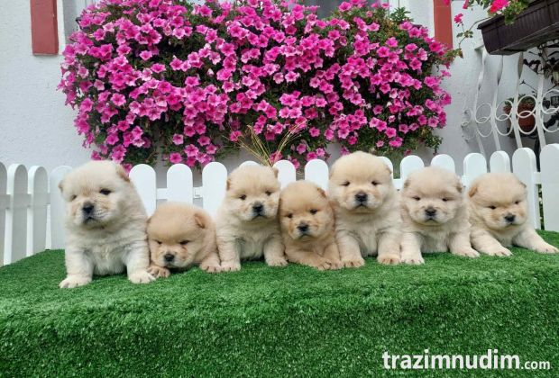 Chow Chow cau cau stenci