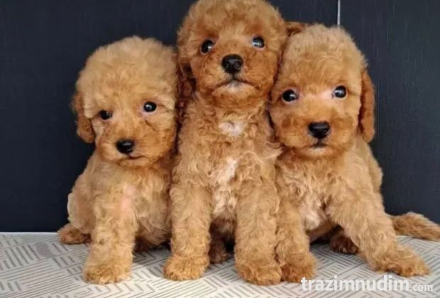 Maltipoo štenci