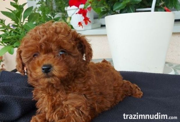Toy teacup crvena pudla