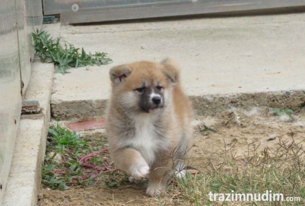 Prodajemo stence japanskih Akita