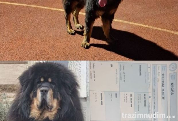 Prodaju se stenad Tibetanskog Mastifa sampionskog porijekla