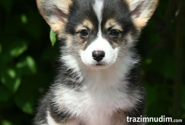 Velski korgi/Welsh Corgi Pembroke štenci