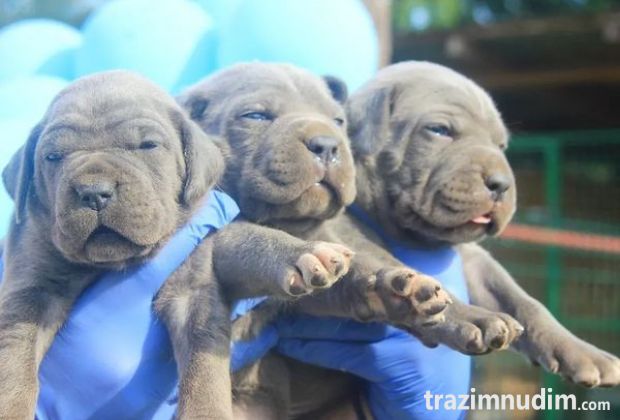 Cane Corso štenci