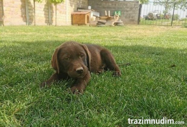Čokoladni labrador 