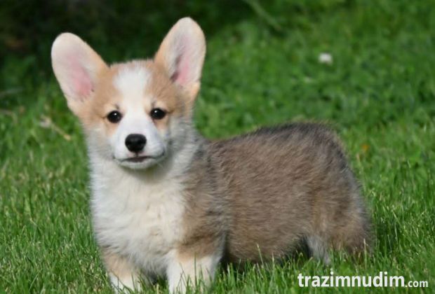 Velski korgi/Welsh Corgi Pembroke