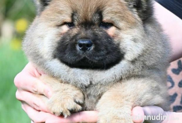 Chow Chow Čau Čau štenci