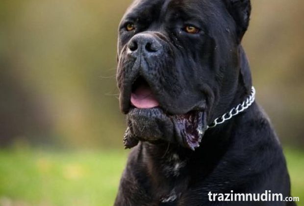 Cane Corso mužjak na prodaju